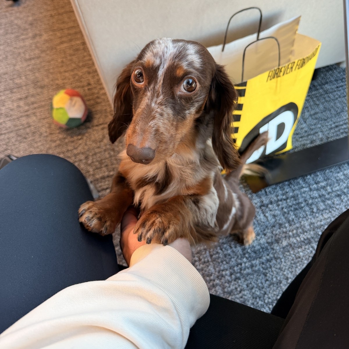 The studio dog
